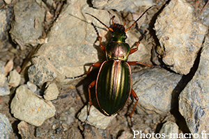 Carabus auratus