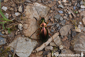 Carabus auratus