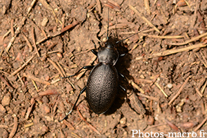 Carabus coriaceus