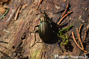 Carabus cancellatus