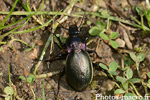 Carabus nemoralis