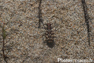 Cicindela flexuosa