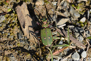 Cicindella campestris