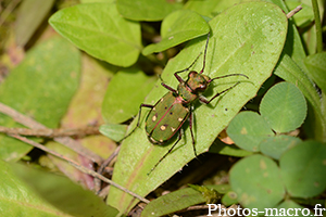 Cicindela campestris