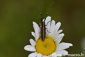 Agapanthia cardui