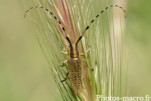 Agapanthia dahli