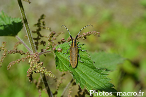 Agapanthia villosoviridescens