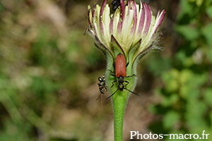 Anastrangalia sanguinolenta