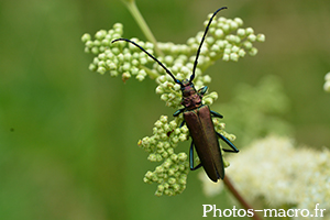 Aromia moschata