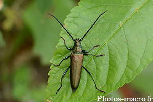 Aromia moschata