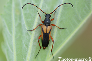 Stictoleptura stragulata