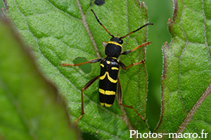 Clytus arietis