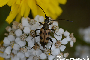 Judolia cerambyciformis