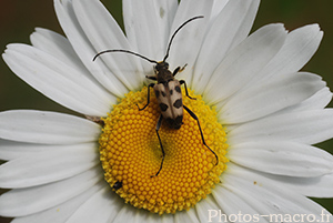 Pachytodes cerambyciformis