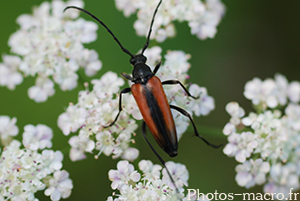 Leptura melanura