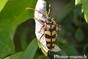 Leptura aurulenta