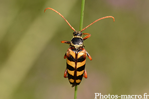 Leptura aurulenta