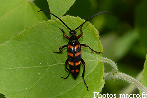 Leptura aurulenta