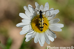 Leptura maculata