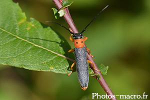 Oberea oculata