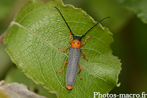 Oberea oculata