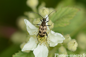 Pachytodes cerambyciformis