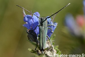 Phytoecia coerulescens