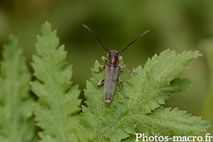 Phytoecia rufipes