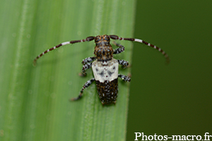 Pogonocherus hispidulus