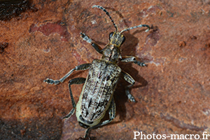 Rhagium inquisitor