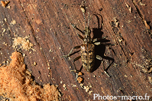 Rhagium sycophanta