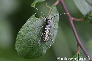 Saperda scalaris