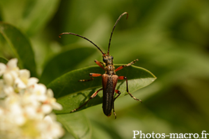 Stenocorus meridianus