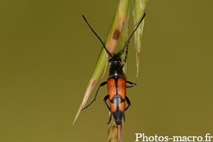 Stenurella bifasciata