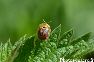 Cassida azurea