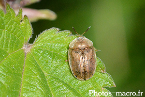 Cassida nebulosa-nobilis