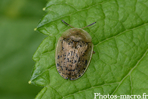 Cassida nebulosa-nobilis