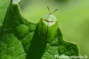 Cassida viridis