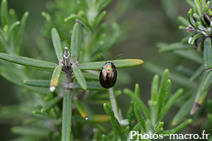 Chrysolina americana