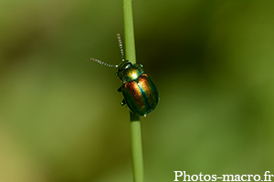 Chrysolina fastuosa