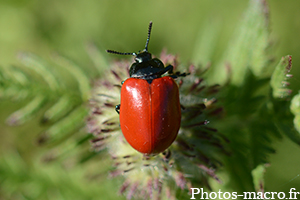 Chrysomela populi