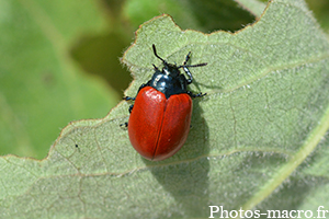 Chrysomela populi