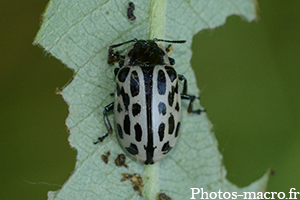 Chrysomela vigintipunctata