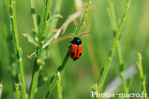 Cryptocephalus bipunctatus