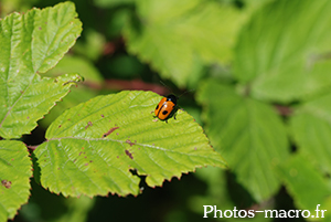 Cryptocephalus bipunctatus