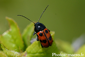 Cryptocephalus primarius