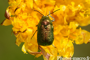 Cryptocephalus aureolus