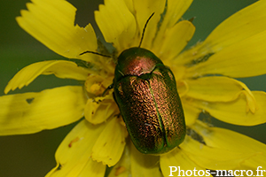 Cryptocephalus sp.