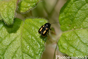 Cryptocephalus vittatus