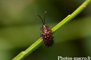 Dicladispa testacea